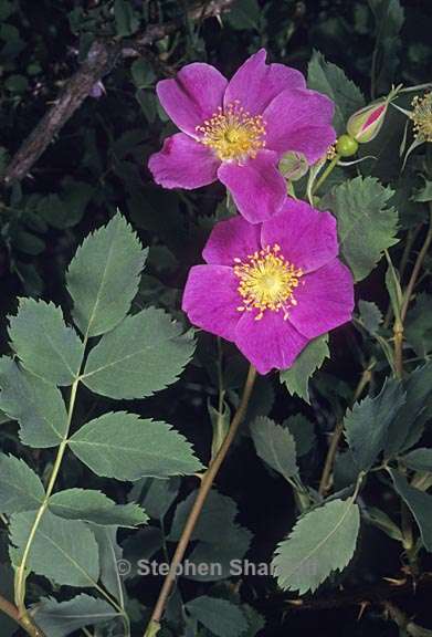 rosa woodsii ssp gratissima 3 graphic